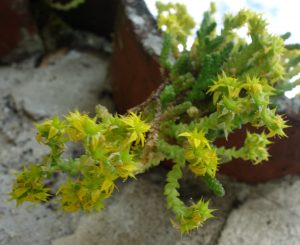 sedum-acre-dsc04213