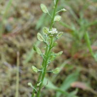 Teesdalie à tige nue