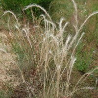 Vulpie queue-de-souris, Vulpie queue-de-rat