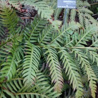 Woodwardie à gemmes