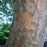 Zelkova de Chine, Orme de Chine