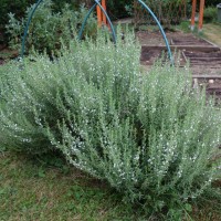 Sarriette des montagnes, Sarriette vivace, Sarriette d’hiver