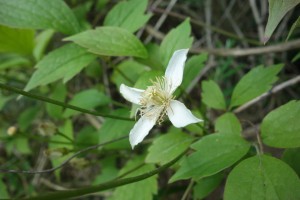 clematis spooneri DSC08986