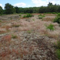 Corynéphore blanchâtre