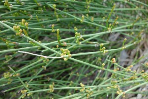 ephedra helvatica DSC03396