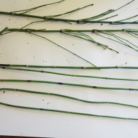 Prêle de Moore ou occidentale