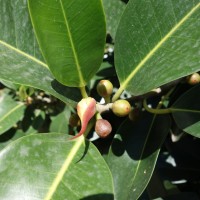 Figuier couleur rouille, Figuier du Port Jackson