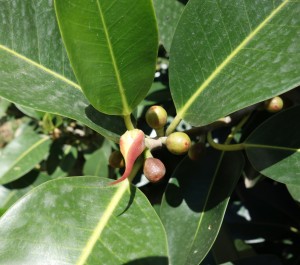 ficus rubiginosa DSC04138