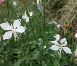 gaura lindheimer DSC01928