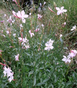 gaura lindheimer DSC01929