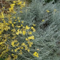 Immortelle d’Italie