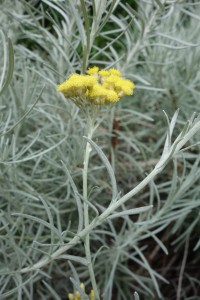 helichrysum italicum DSC04485