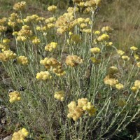 Immortelle des dunes, Immortelle des îles d’Hyères, Immortelle à toupet, Herbe à curry