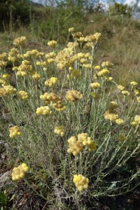 helichrysum stoechas DSC04671