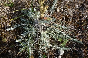 helichrysum stoechas DSC04673