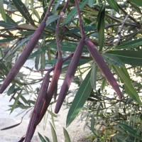 Laurier-rose, Nérier à feuilles de laurier
