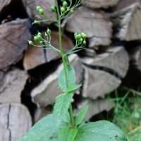 Scrofulaire noueuse, Herbe aux écrouelles, Grande morelle