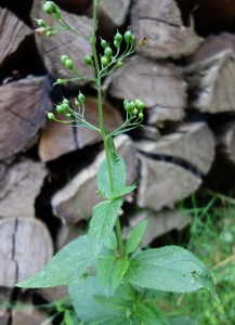 scrophularia nodosa DSC04605