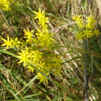 Orpin de rochers, Orpin réfléchi