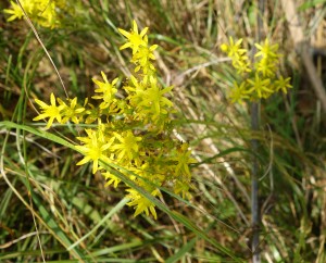 sedum rupestre DSC04640