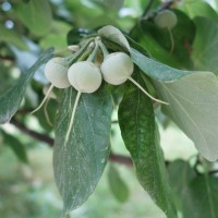 Styrax aliboufier, Aliboufier officinal