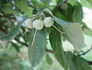 styrax officinalis DSC04521