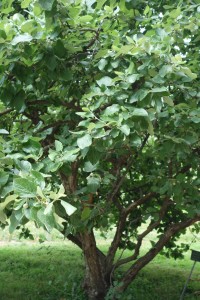 styrax officinalis DSC04522