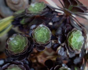 aeonium DSC04937