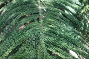 araucaria columnaris DSC03997