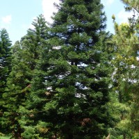 Araucaria de Cook, Pin de Cook