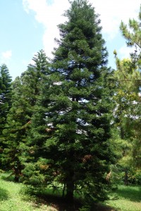 araucaria columnaris DSC03998DSC03998