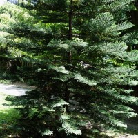 Araucaria de Norfolk, Pin de l’île de Norfolk