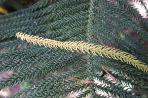 araucaria heterophylla DSC03983