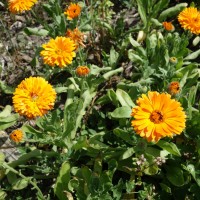 Souci officinal, Safran du pauvre