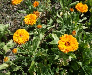 calendula officinalis DSC05015