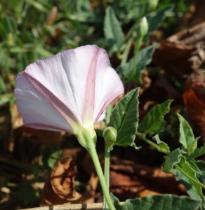 convolvulus arvensis DSC09452