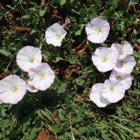 Liseron des champs, Liseron des clôtures, Vrillée, Petit liseron