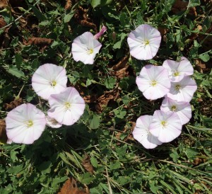 convolvulus arvensis DSC09453