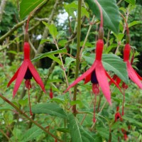 Fuschia de Magellan