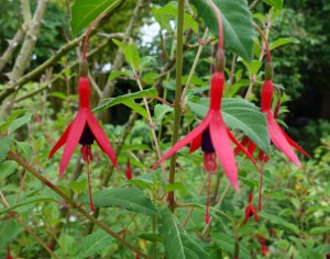 fushia DSC04958