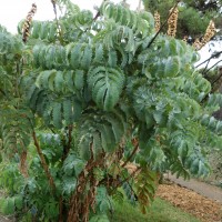 Grande Mélianthe, Buisson de miel