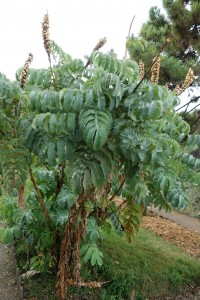 melianthus major DSC04905