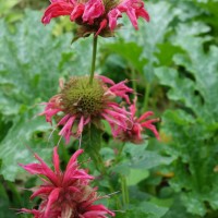 Monarde pourpre, Thé de Pennsylvanie, Mélisse d’or, Thé d’Oswego