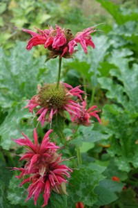 monarda didyma DSC04991