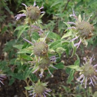 Monarde bergamote, Monarde fistuleuse; Bergamote sauvage