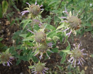 monarda fistulosa DSC04877