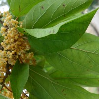 Arbre aux fleurs de perles