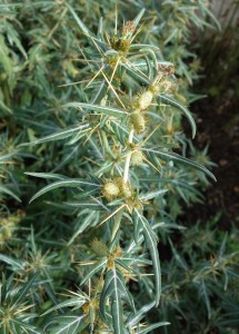 xanthium spinosum DSC04857