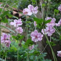 Anémone du Japon, Anémone d’automne