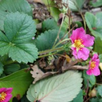 Fraisier ananas ‘Toscana’